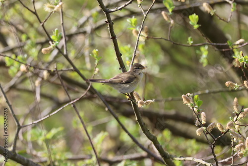 the willow warbler (Phylloscopus trochilus) a beautiful summer migrant to the UK
