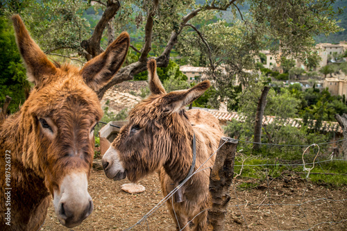 Fotografía asini liberi in un oliveto
