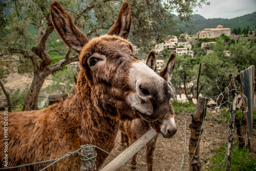 Fotografía asini liberi in un oliveto