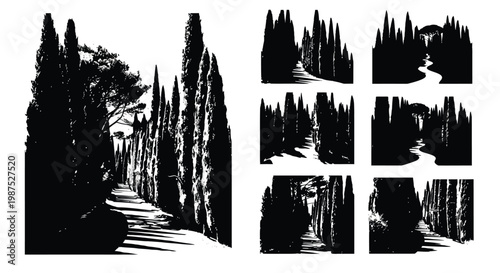 Black and white composition of cypress trees lining a pathway in tuscany italy
