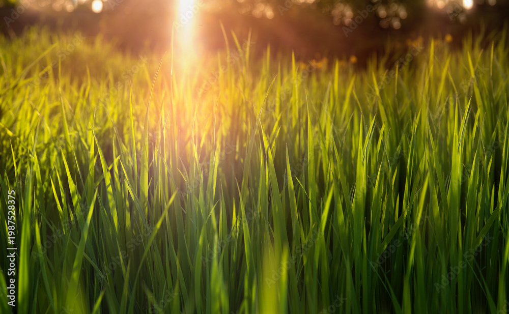custom made wallpaper toronto digitalGreen fresh grass in the sunset lights. Grass background. Selective focus.
