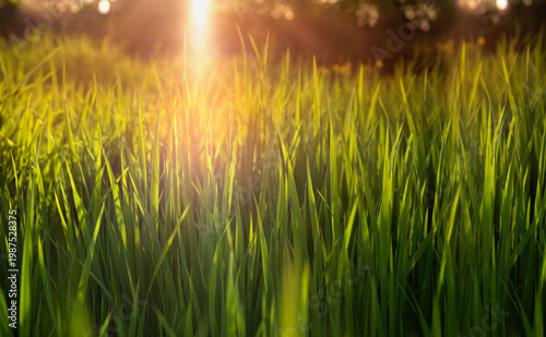 Wallpaper Mural Green fresh grass in the sunset lights. Grass background. Selective focus. Torontodigital.ca