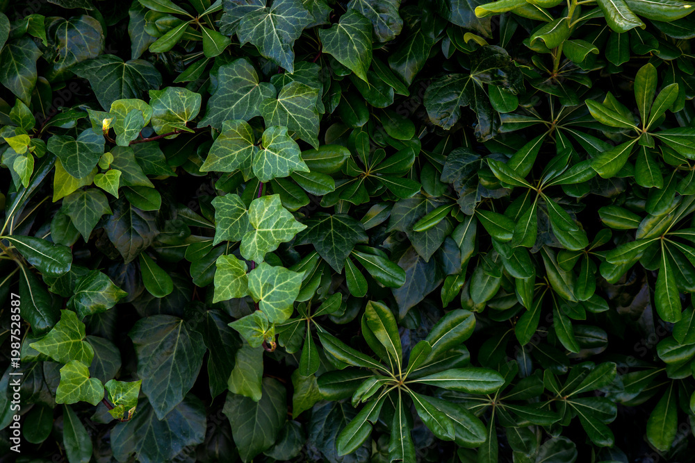 custom made wallpaper toronto digitalBeautiful green leaves background.