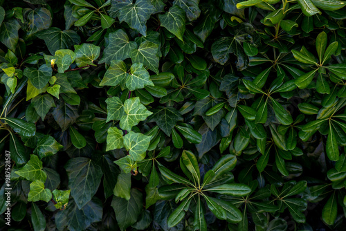 Wallpaper Mural Beautiful green leaves background. Torontodigital.ca