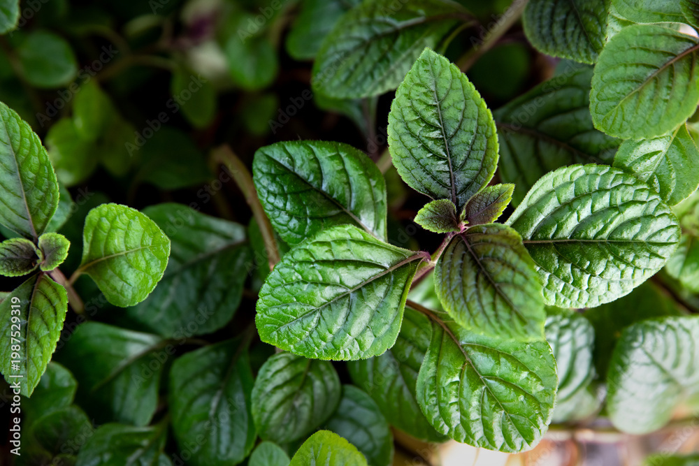 custom made wallpaper toronto digitalMint background, close-up. Peppermint. Selective focus.