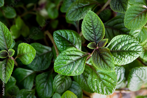 Wallpaper Mural Mint background, close-up. Peppermint. Selective focus. Torontodigital.ca