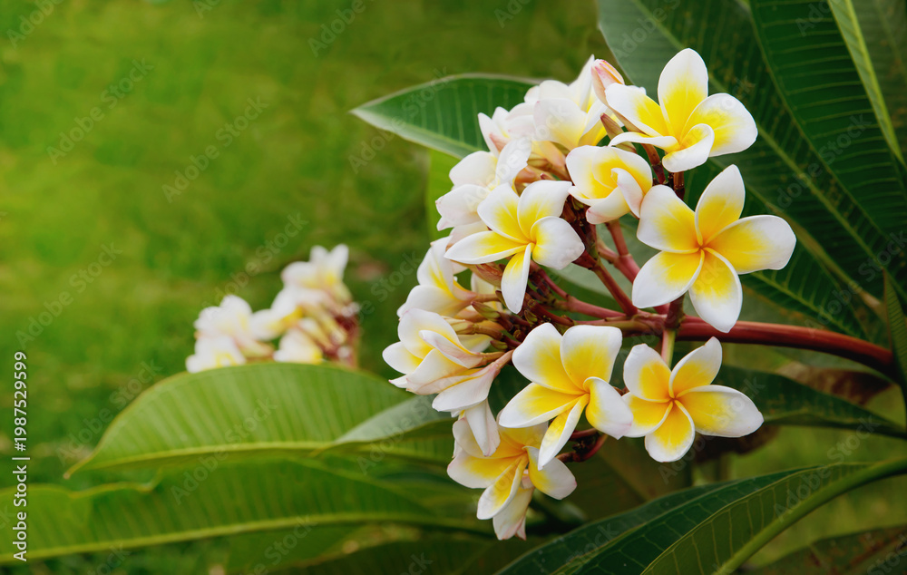 custom made wallpaper toronto digitalWhite frangipani plumeria flowers on green background. Copyspace. Selective focus