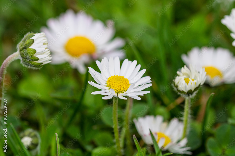 Fototapeta premium Field of white daisy flowers blooming abundantly in an outdoor meadow during the spring season