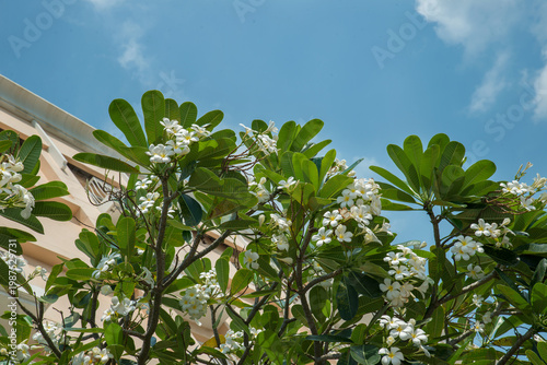 Wallpaper Mural Tree with white frangipani plumeria flowers front of modern building. Selective focus Torontodigital.ca