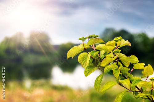 Branch with young green leaves on sunny background with lake and trees on a bright summer day