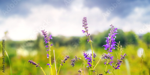 Delicate stems of wild sage with purple flowers on light blurred meadow background with cloudy sky
