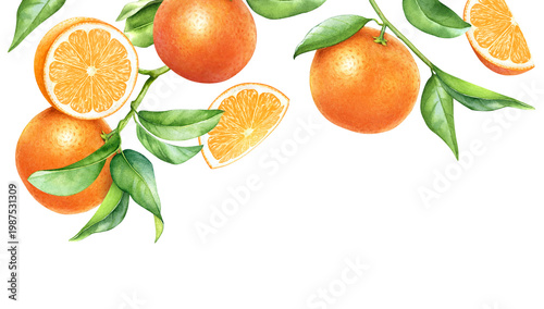 Design with watercolor hand drawn orange tree branches, whole fruits and slices
