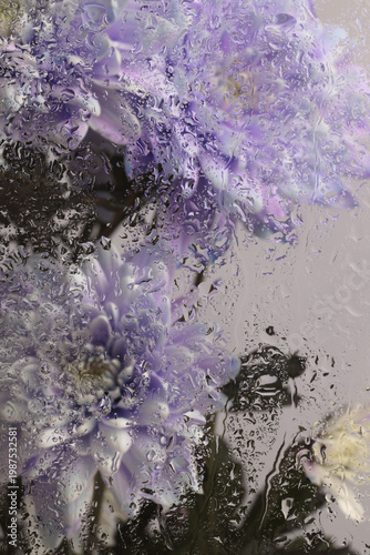 Fotografia Smoke soft focus aster, chrysanthemum Flower, leaf through glass with wet water Drops