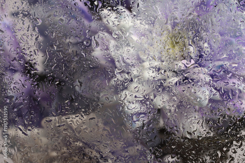 Smoke soft focus aster, chrysanthemum Flower, leaf through glass with wet water Drops. Abstract flow natural blur background.