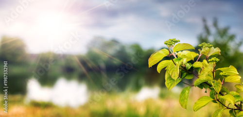 Branch with young green leaves on sunny background with lake and trees on a bright summer day