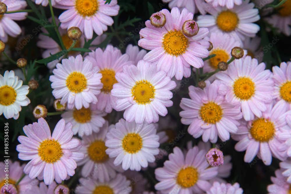 Fototapeta premium Beautiful Pink Marguerite Daisies Blooming in a Spring Garden