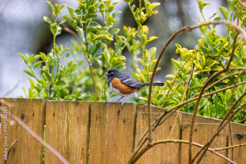 Small bird perches on wooden fence. Green foliage surrounds bird. Scene captures natural outdoor setting. Bird has black head, orange chest, and gray wings. Fence shows weathered wood texture