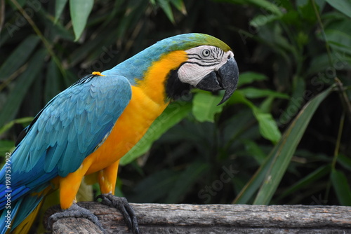Blue-and-yellow macaw (Ara ararauna) in the Dehiwala Zoo (National Zoological Gardens of Sri Lanka, Dehiwala Zoological Gardens), Dehiwala, Sri Lanka.