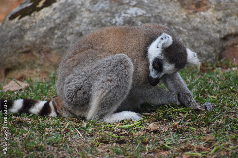 Naklejka premium Ring-tailed lemur (Lemur catta, Madagascar lemur) in the Dehiwala Zoo (National Zoological Gardens of Sri Lanka, Dehiwala Zoological Gardens), Dehiwala, Sri Lanka.