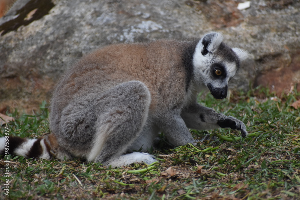Naklejka premium Ring-tailed lemur (Lemur catta, Madagascar lemur) in the Dehiwala Zoo (National Zoological Gardens of Sri Lanka, Dehiwala Zoological Gardens), Dehiwala, Sri Lanka.