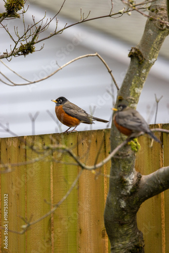 American robins sit perched on a fence and tree branches. Residential home back yard setting.