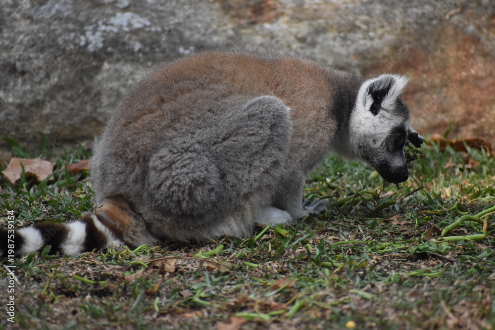 Obraz premium Ring-tailed lemur (Lemur catta, Madagascar lemur) in the Dehiwala Zoo (National Zoological Gardens of Sri Lanka, Dehiwala Zoological Gardens), Dehiwala, Sri Lanka.