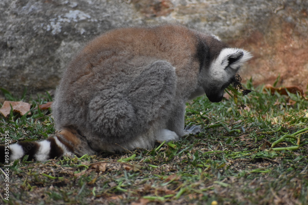 Fototapeta premium Ring-tailed lemur (Lemur catta, Madagascar lemur) in the Dehiwala Zoo (National Zoological Gardens of Sri Lanka, Dehiwala Zoological Gardens), Dehiwala, Sri Lanka.