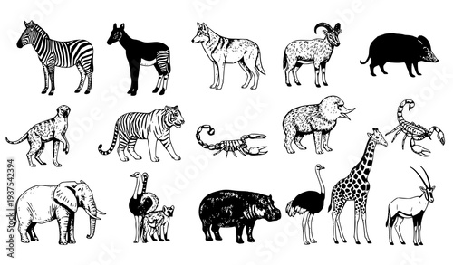 Hand drawn wildlife animal vector set with zebra tiger elephant giraffe and more detailed line art isolated on white