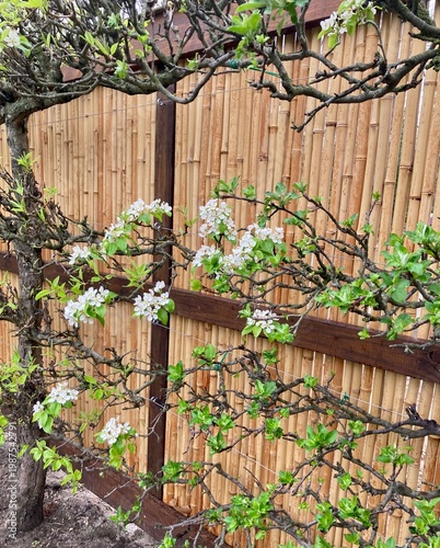 espalier technique against a bamboo fence with apple trees