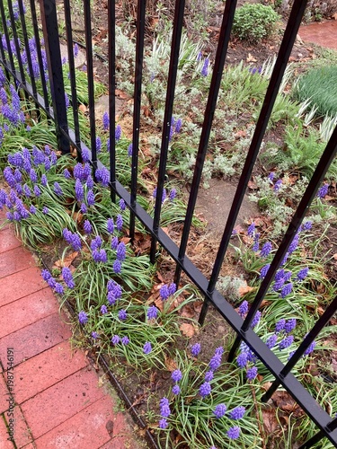 Grape hyacinths flowers in the garden