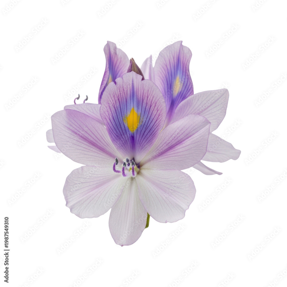 Obraz premium Close up of a beautiful water hyacinth flower with purple petals and a yellow center.