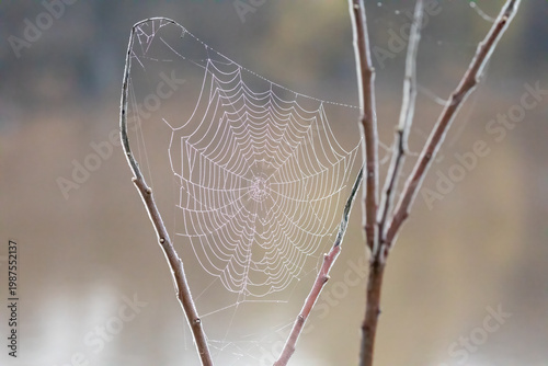 spider web