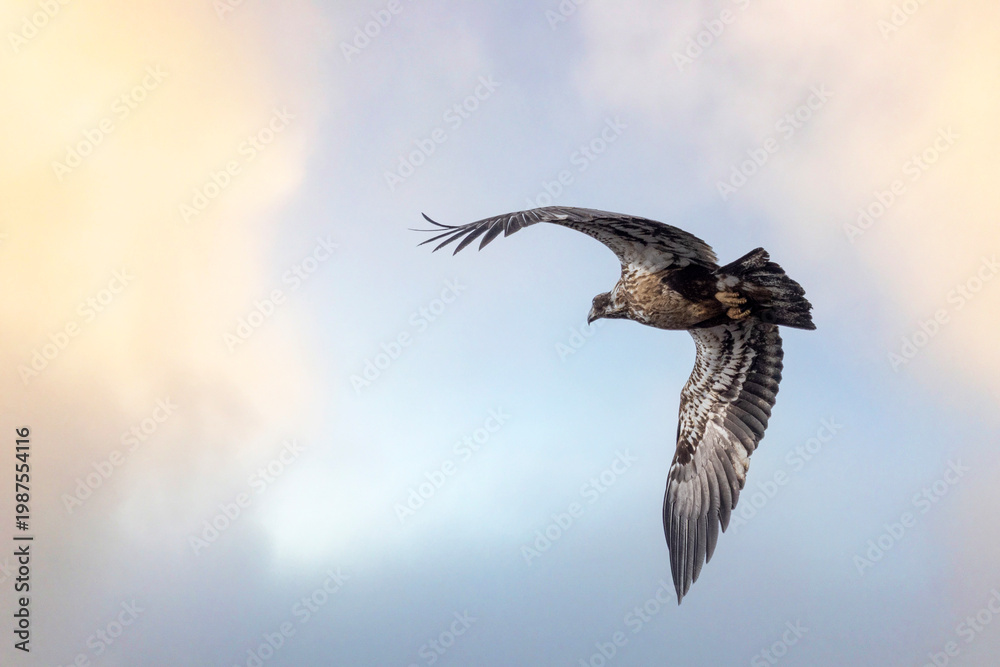 Fototapeta premium eagle in flight