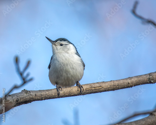 White-Breasted Nuthatch