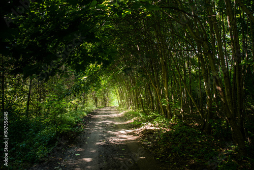 Sunlit Forest Path Tunnel in Summer Green Woods