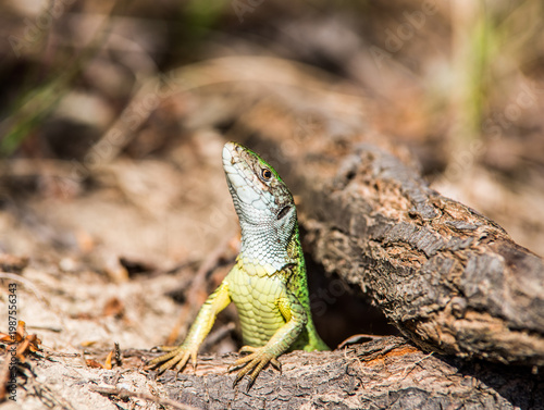 Bright Green Lizard Resting on Branch in Sunlight
