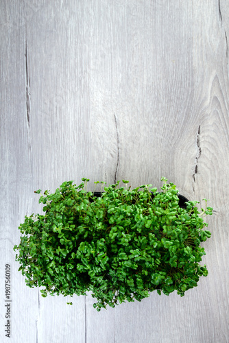 Wallpaper Mural Microgreens with dew drops. Fresh, green sprouts of peas herbs and plants for salad. Top view, selective focus Torontodigital.ca