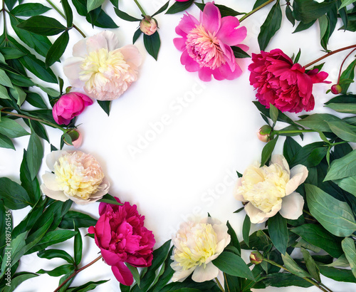 Pink and white cream peonies with green leaves on white background, top view flat lay with copy space