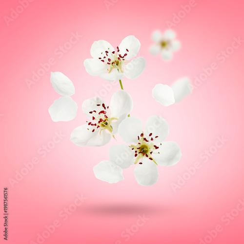 Beautiful flowers falling against pink background. Spring blossoms
