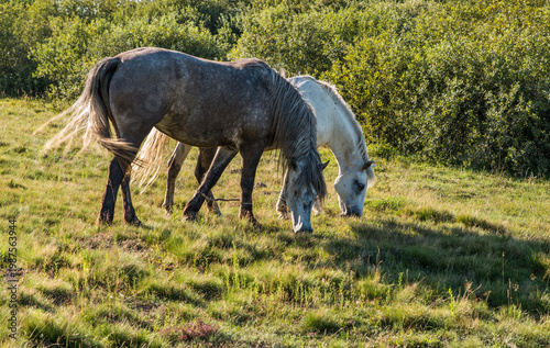 Grazing Horses in Sunny Meadow