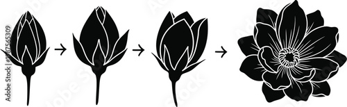 Stages of a flower growing from bud to bloom
