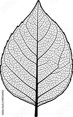 Photos A detailed black and white drawing of a leaf skeleton