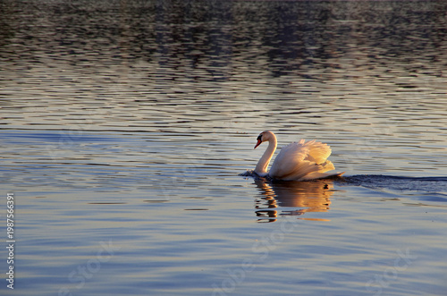 Mute swan with warm light of evening sun on pond water