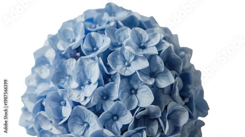 Delicate cluster of blue hydrangea flowers on white background showcasing vibrant petals and floral beauty