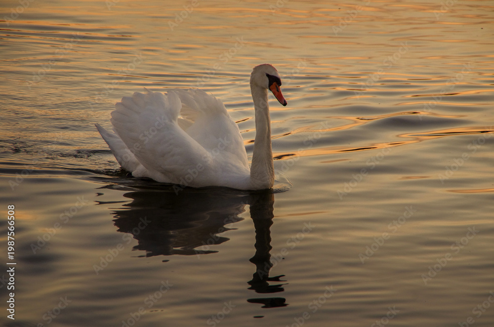 Fototapeta premium Mute swan on a pond at sunset