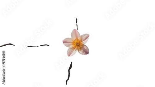 Delicate soft pink flower with yellow center on white background petals unfolding serene floral beauty