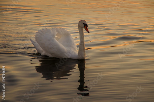 Mute swan on a pond at sunset