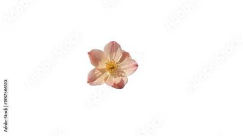 Delicate soft pink flower with yellow center on white background