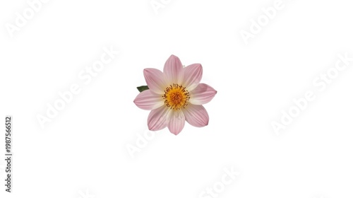 Delicate pink flower with soft petals and yellow center on white background symbolizing serenity and nature's beauty