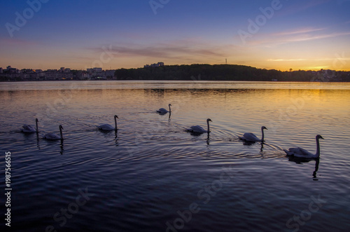 A flock of mute swans on a pond at sunset